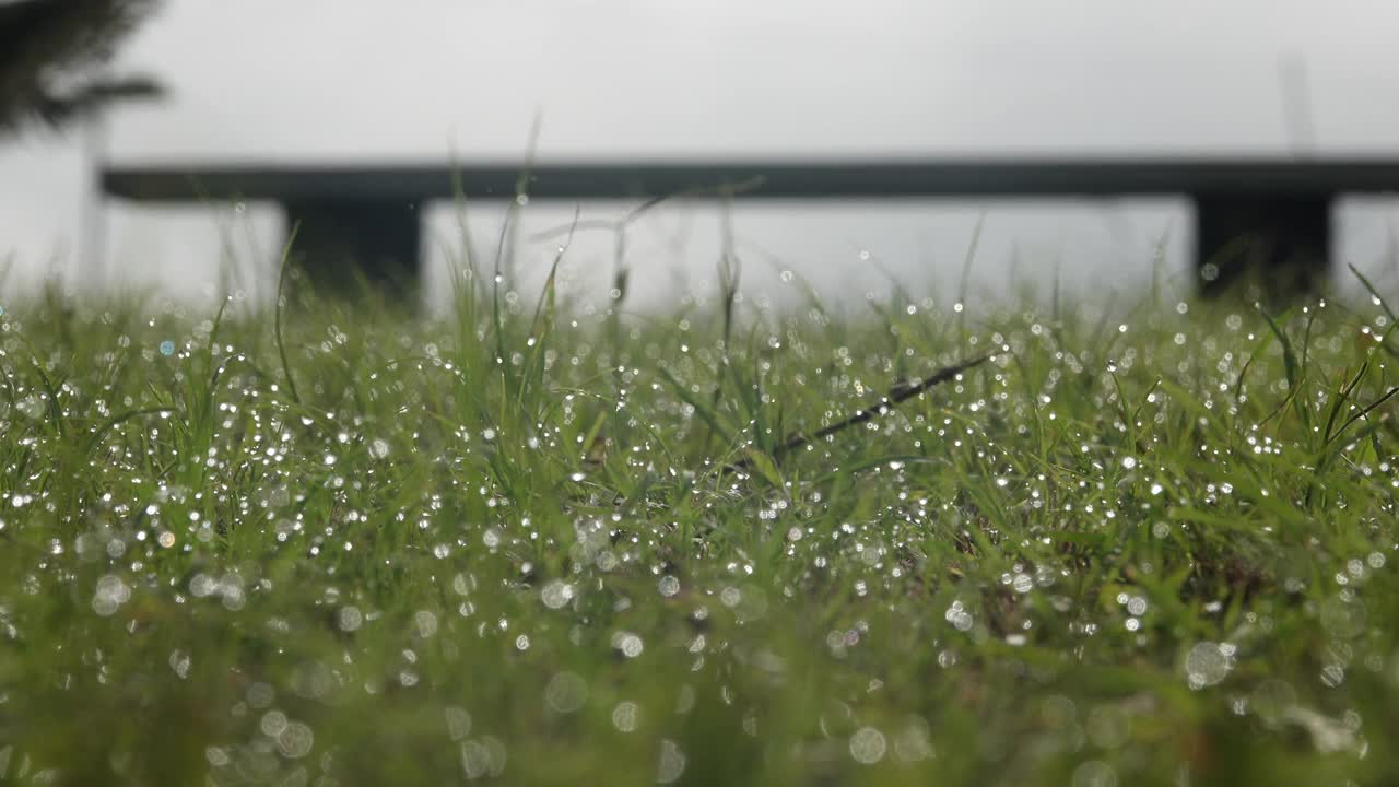 早上，水滴在草地上视频素材