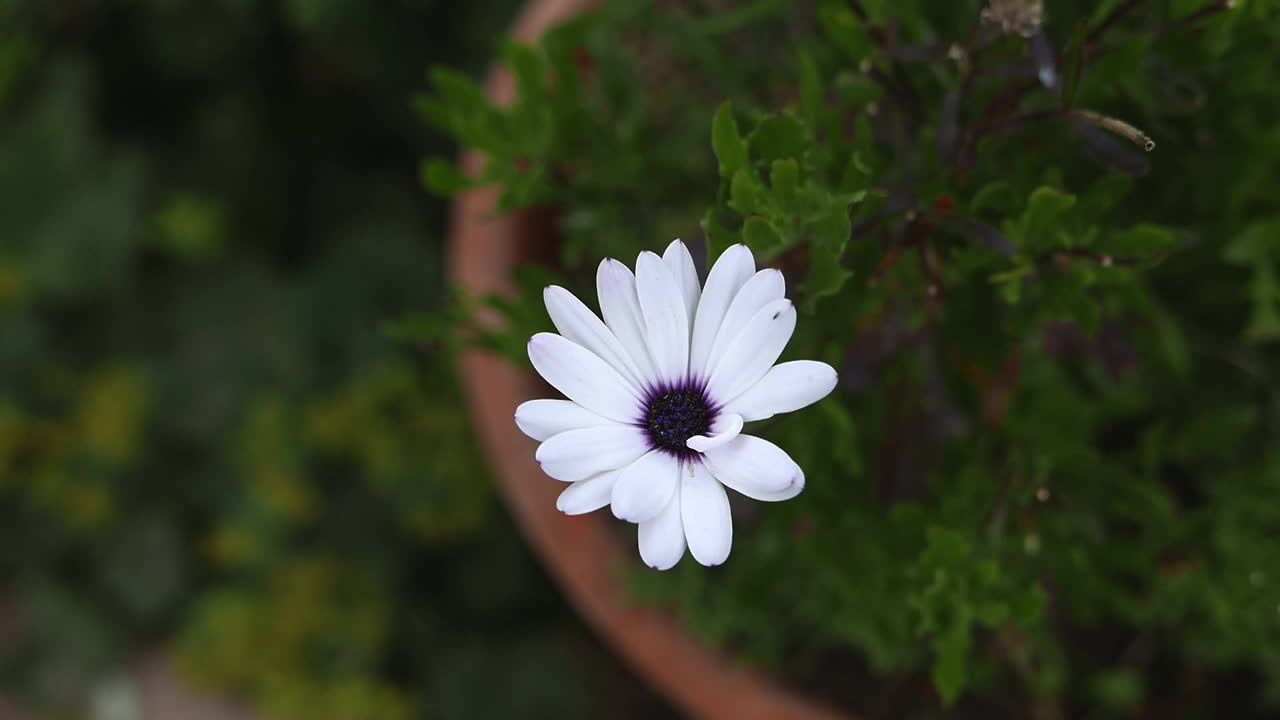 秋天花园里的白色雏菊花视频素材