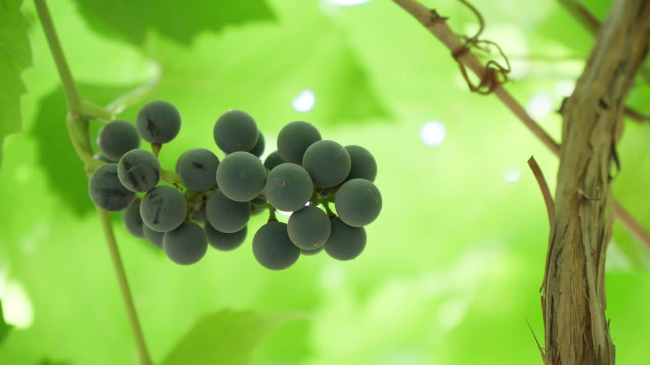 葡萄园树枝上的黑葡萄的特写。有选择性的重点。葡萄种植和酿酒视频素材