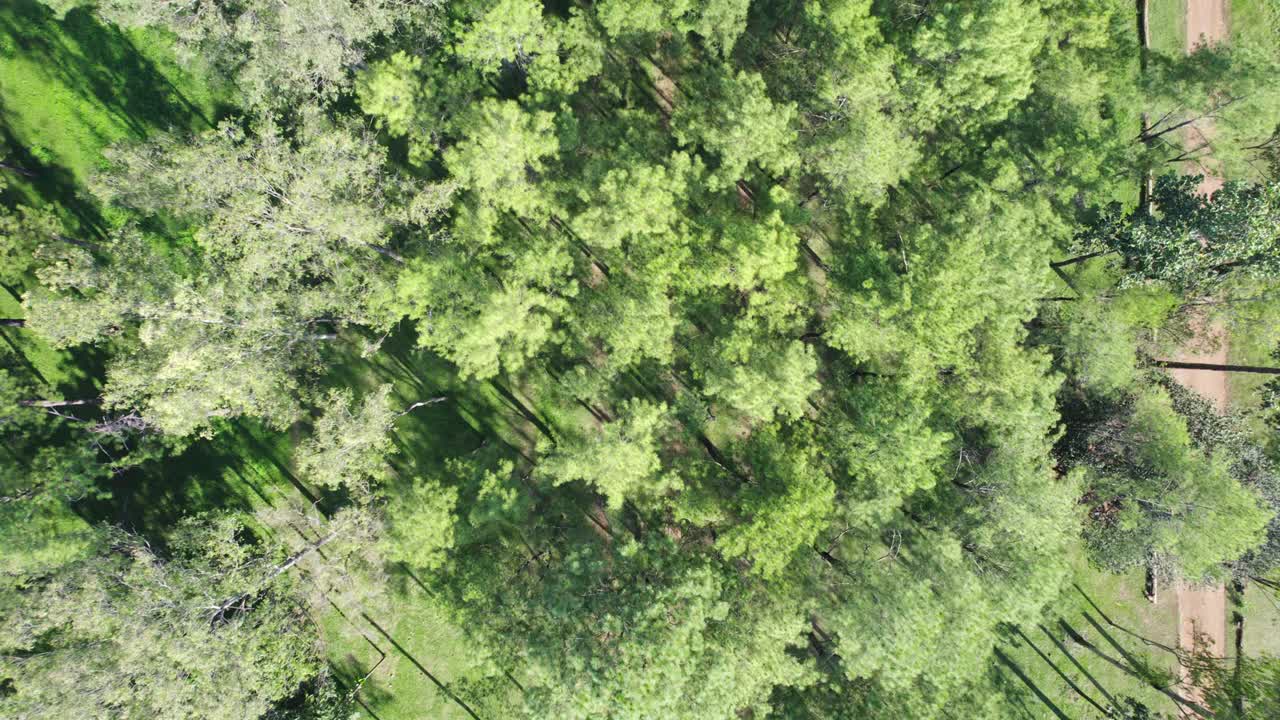 阳光明媚的日子里，种植园里松树的树梢视频素材