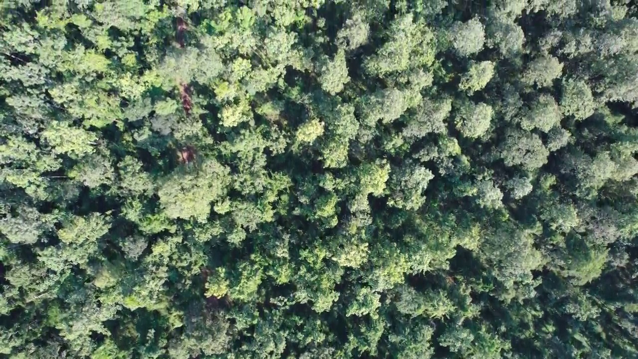 阳光明媚的日子里，种植园里松树的树梢视频素材