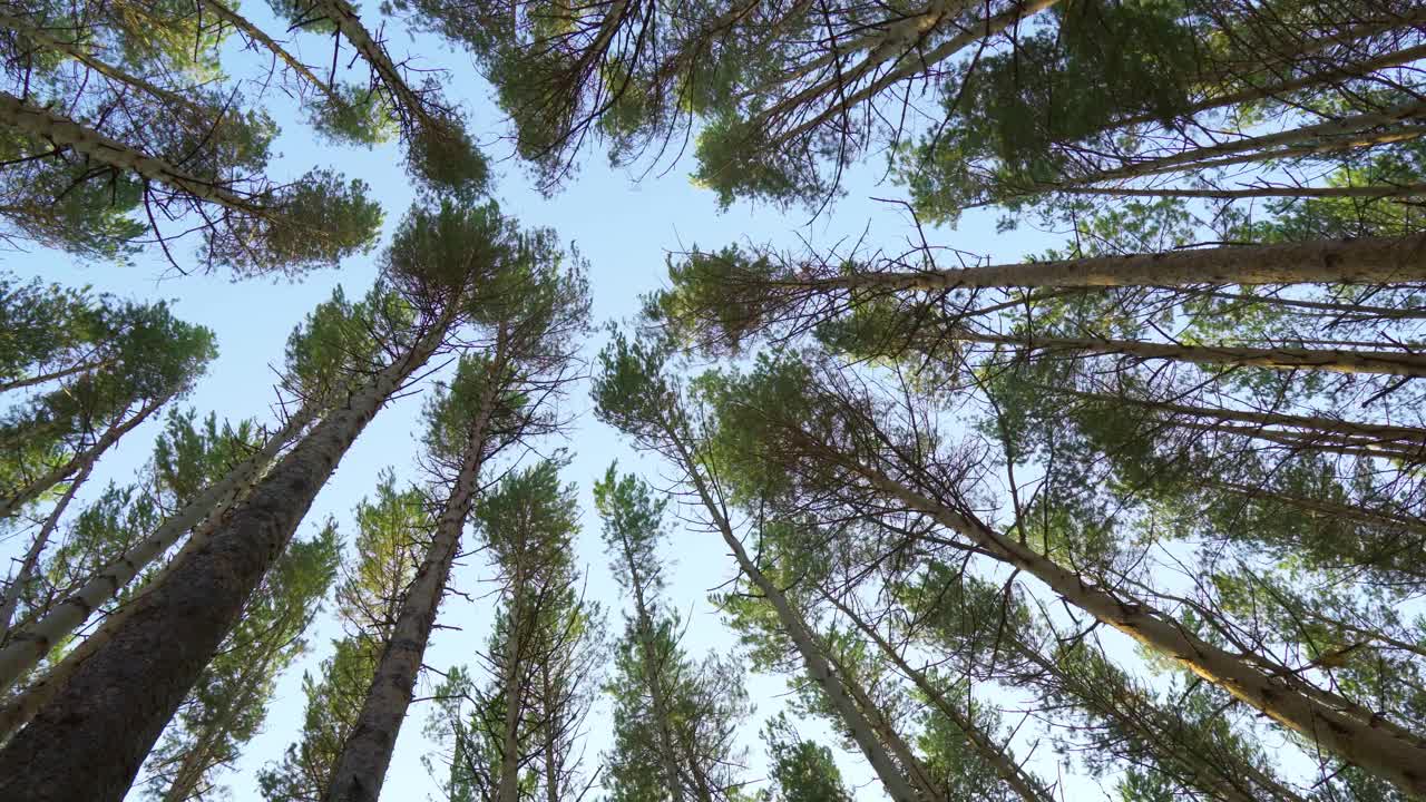 绿色的树叶俯瞰蓝天，春天的自然。有选择性的重点视频素材