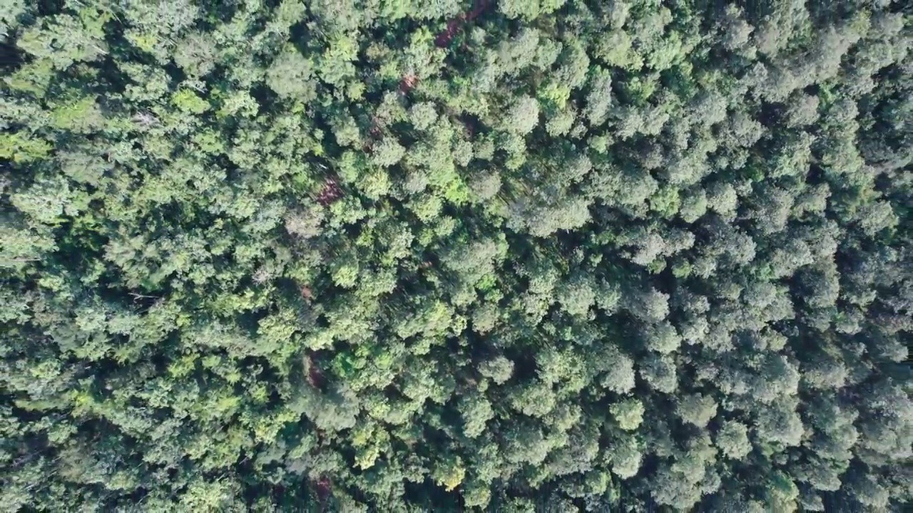 阳光明媚的日子里，种植园里松树的树梢视频素材