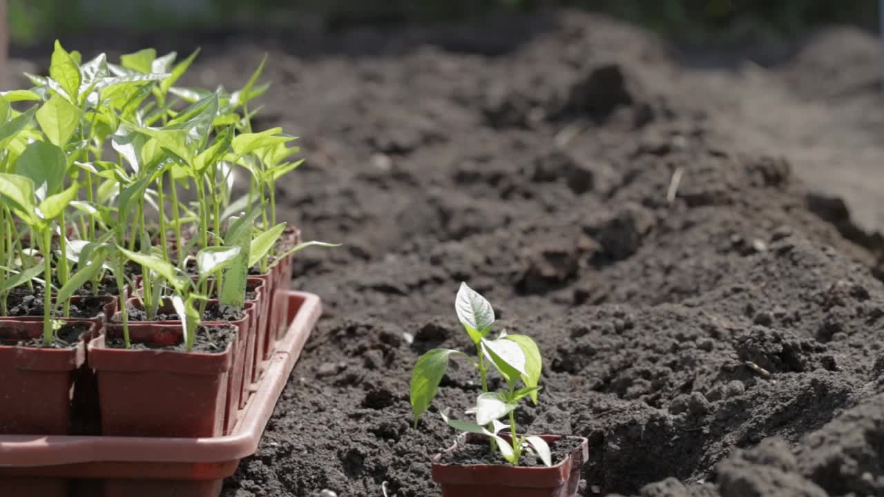 种植青苗蔬菜栽培胡椒粉手在地里。有机培育天然产品。农业。农村季节处理土壤。在农场田里工作的妇女农民。视频素材