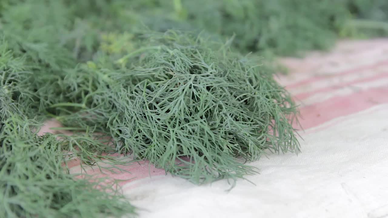 工件茴香为冬季。手切刀莳萝在木板上。食品香料，健康成分。视频素材