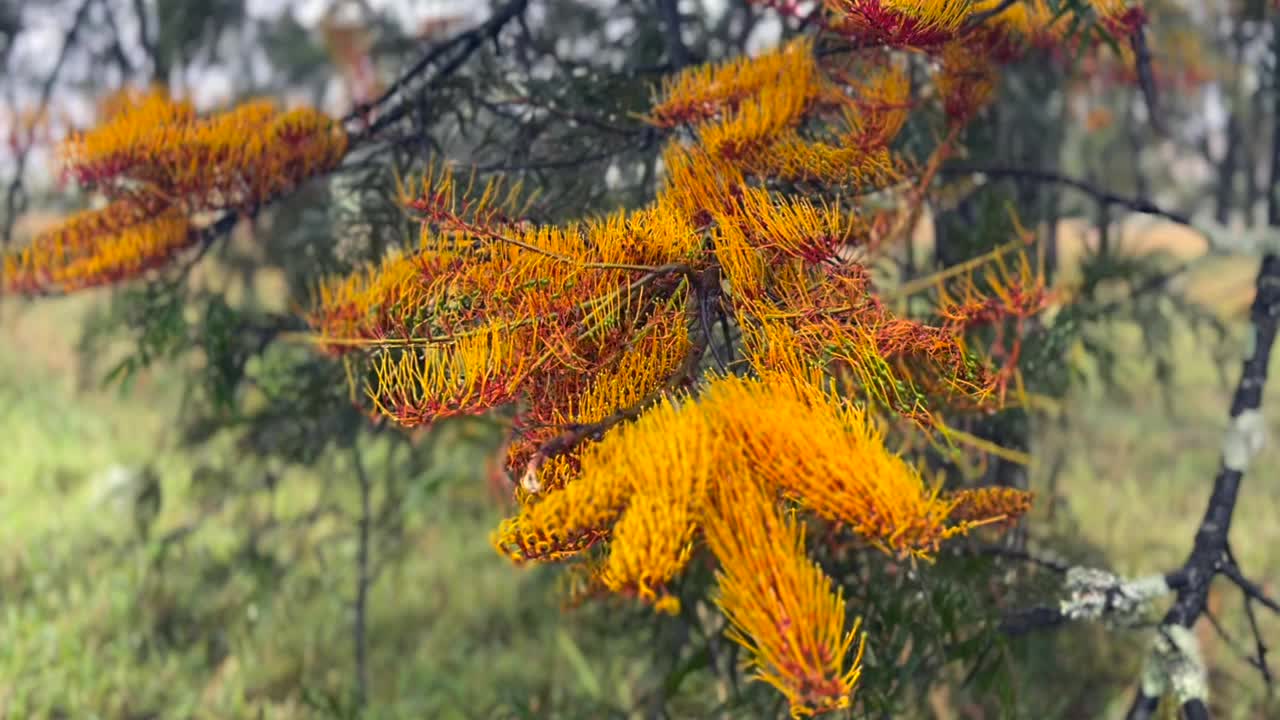 有花的丝质栎视频素材