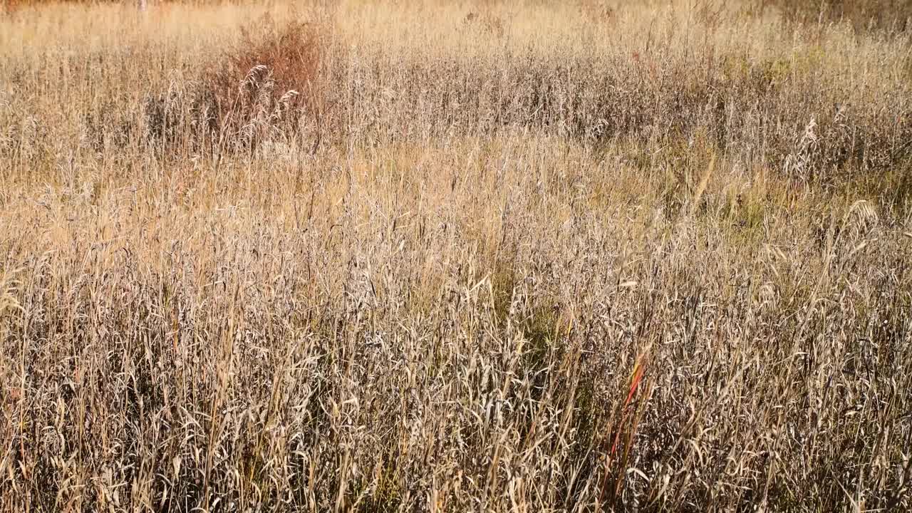 秋天白桦林里阳光灿烂。视频素材