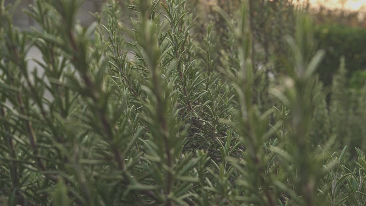 迷迭香植物视频素材