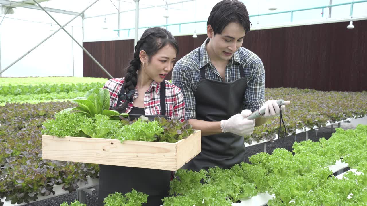 在智能农场种植水培绿色蔬菜。园丁们正在检查他们的水培花园的水质。视频素材