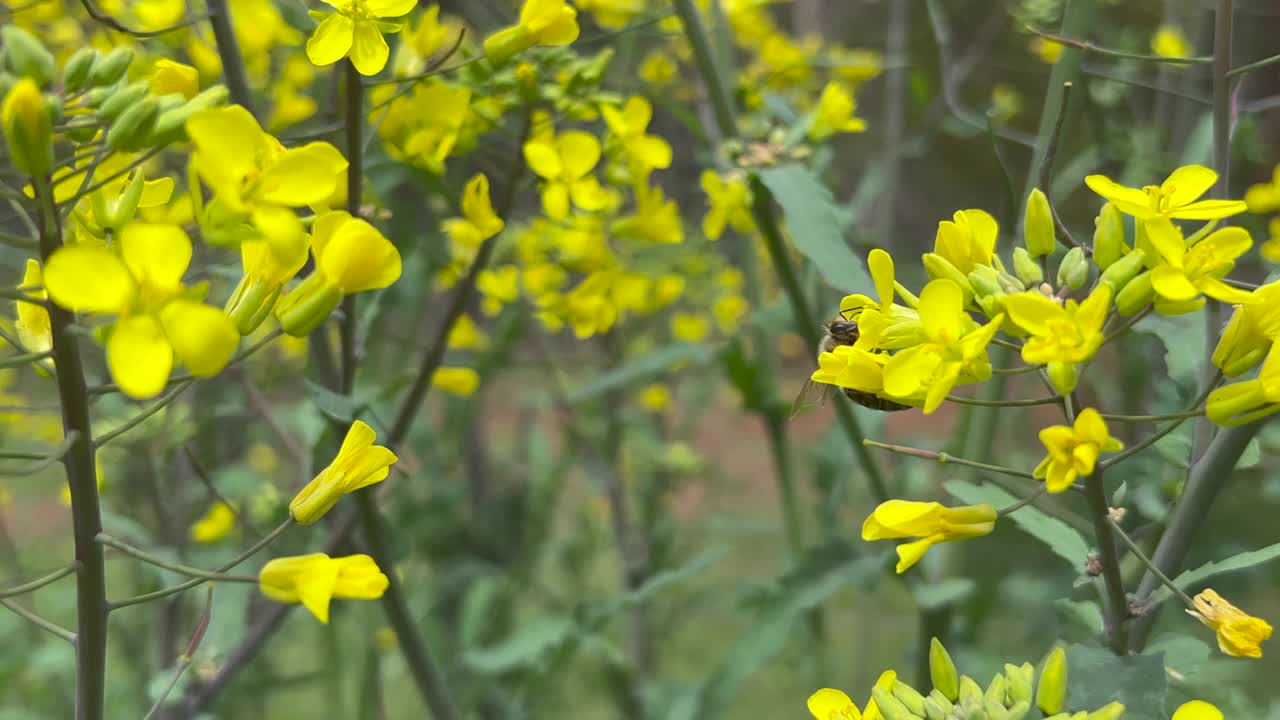 蜜蜂和开花甘蓝植物视频素材