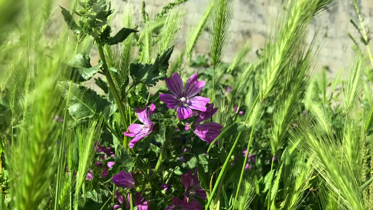 开花锦葵植物和青稞视频素材