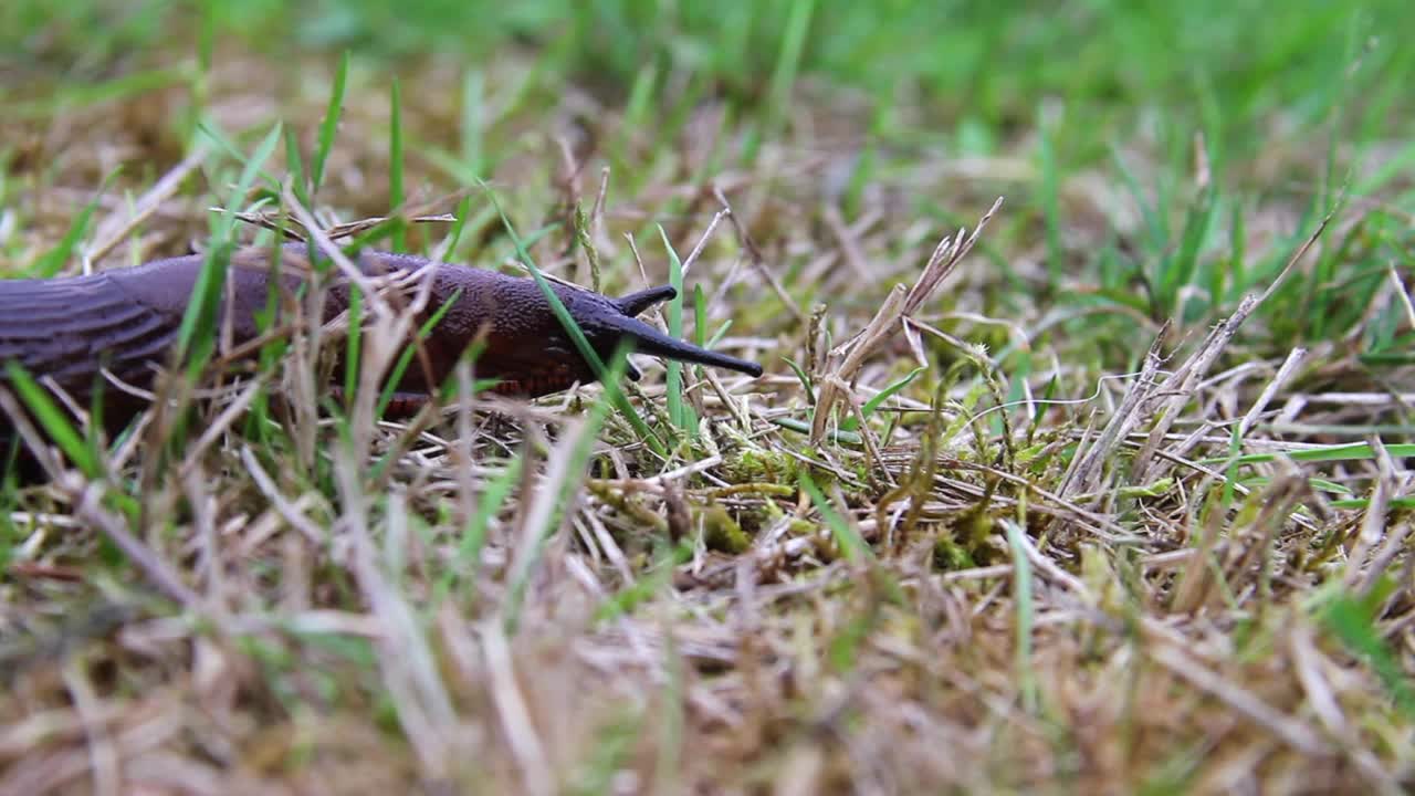 草丛中的蛞蝓生物学视频素材