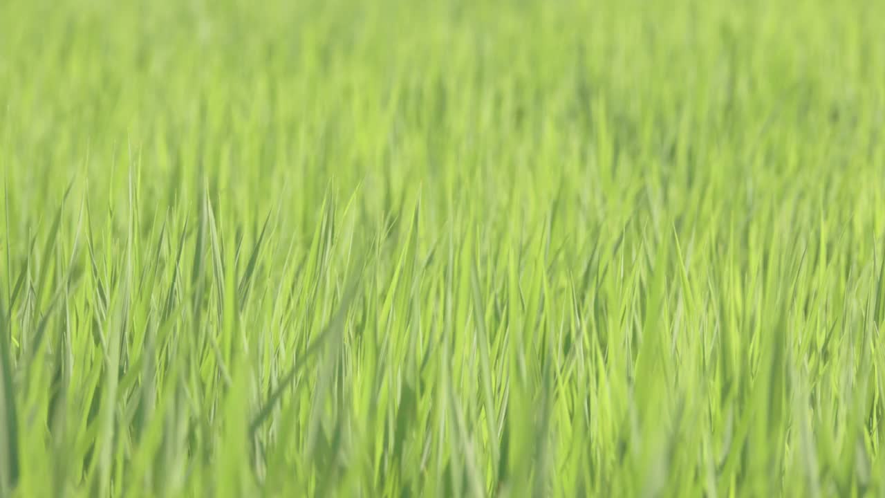 慢镜头-草地上的草在风中摇曳稻田特写视频素材