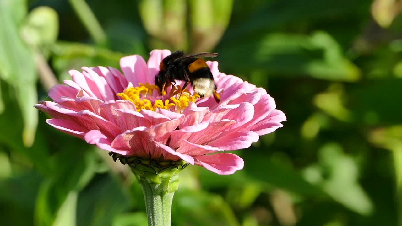 大黄蜂为百日菊授粉，熊蜂采集花蜜视频素材