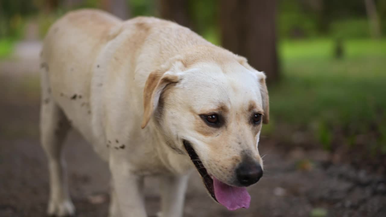 好玩的猎犬的狗。活泼的宠物拉布拉多在公园的高草丛中玩耍。视频素材