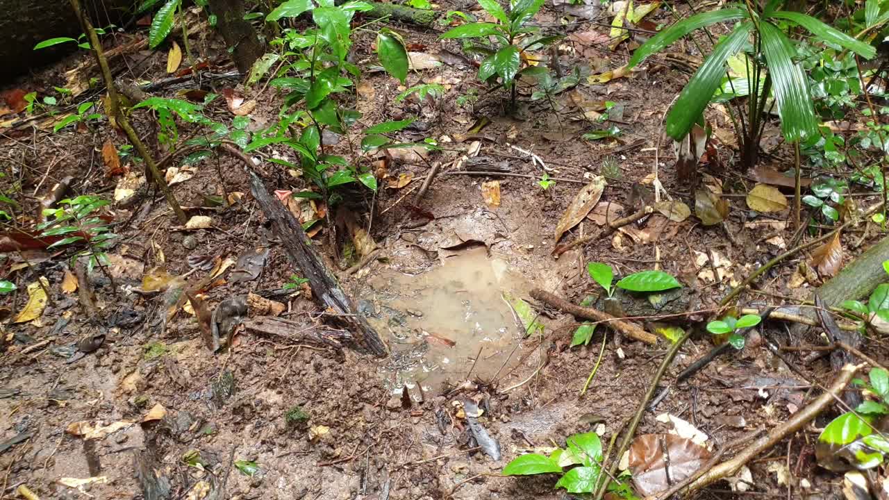 大象脚印在热带雨林的地面上。视频素材