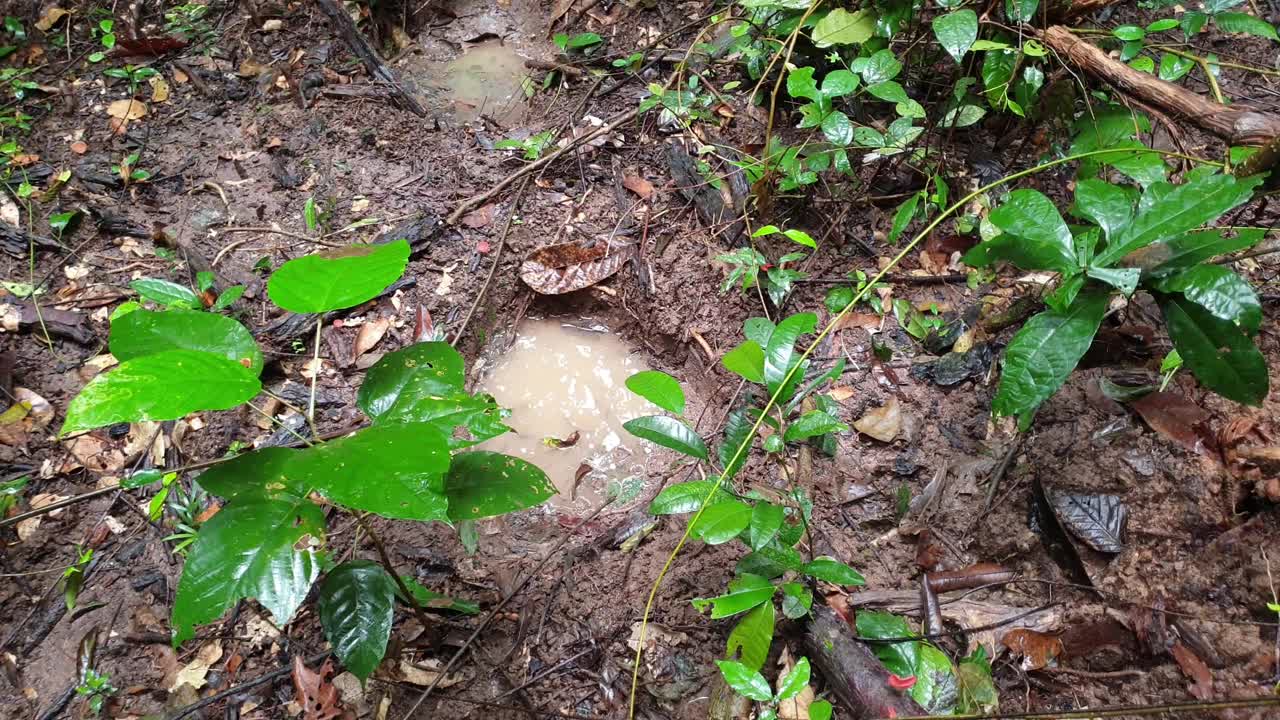 大象脚印在热带雨林的地面上。视频素材