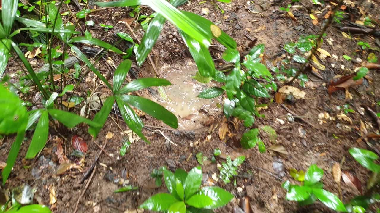 大象脚印在热带雨林的地面上。视频素材