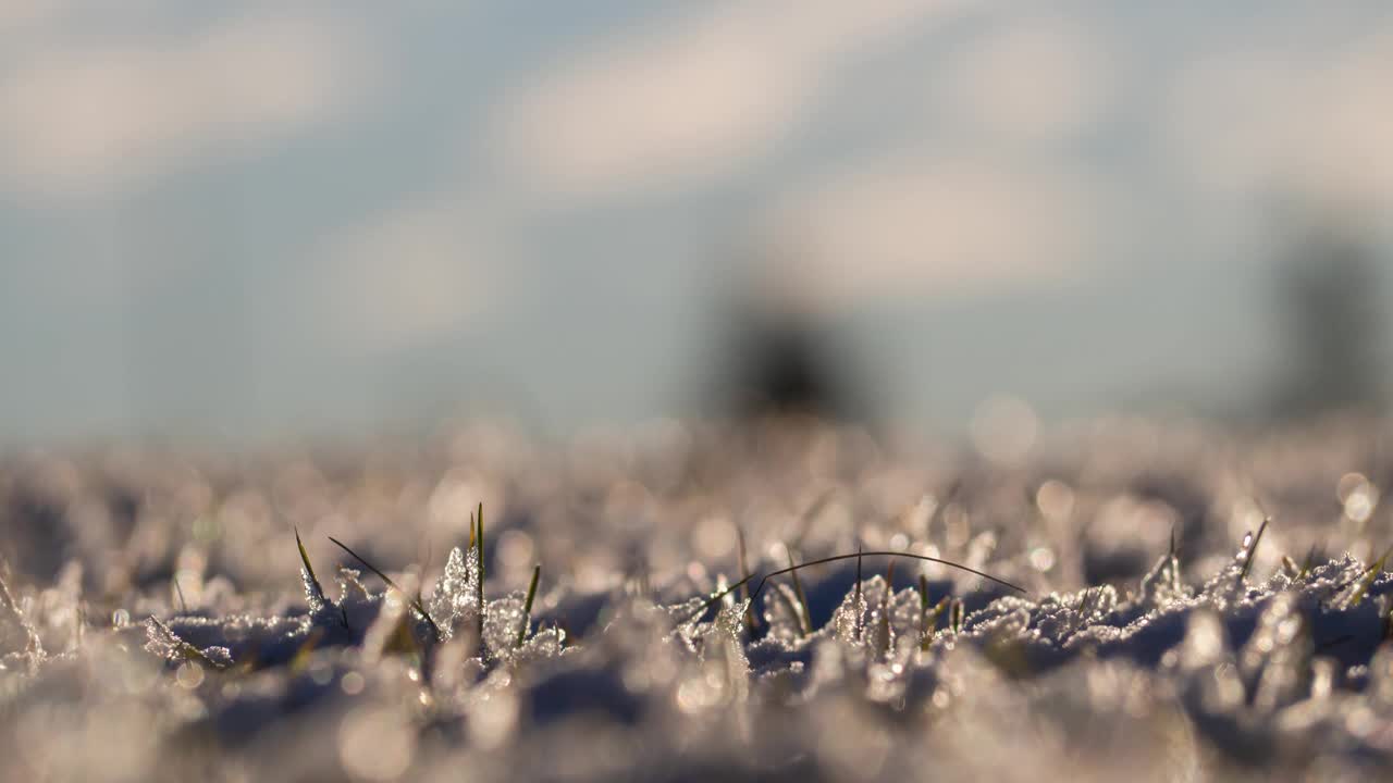 特写结冰的草地在冬天下雪的早晨。阳光反射在草地上。日出时从太阳发出的水晶清冰散焦光。冬天模糊的自然背景。寒冷季节北方的颜色视频素材