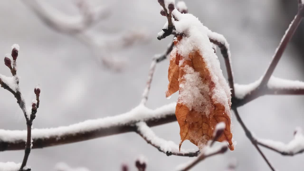 树枝在下雪的背景上。雪花飘落冬天的风景。视频素材