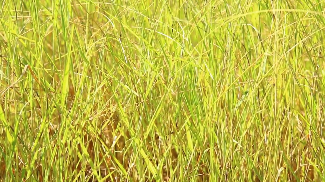 田野里的草视频素材