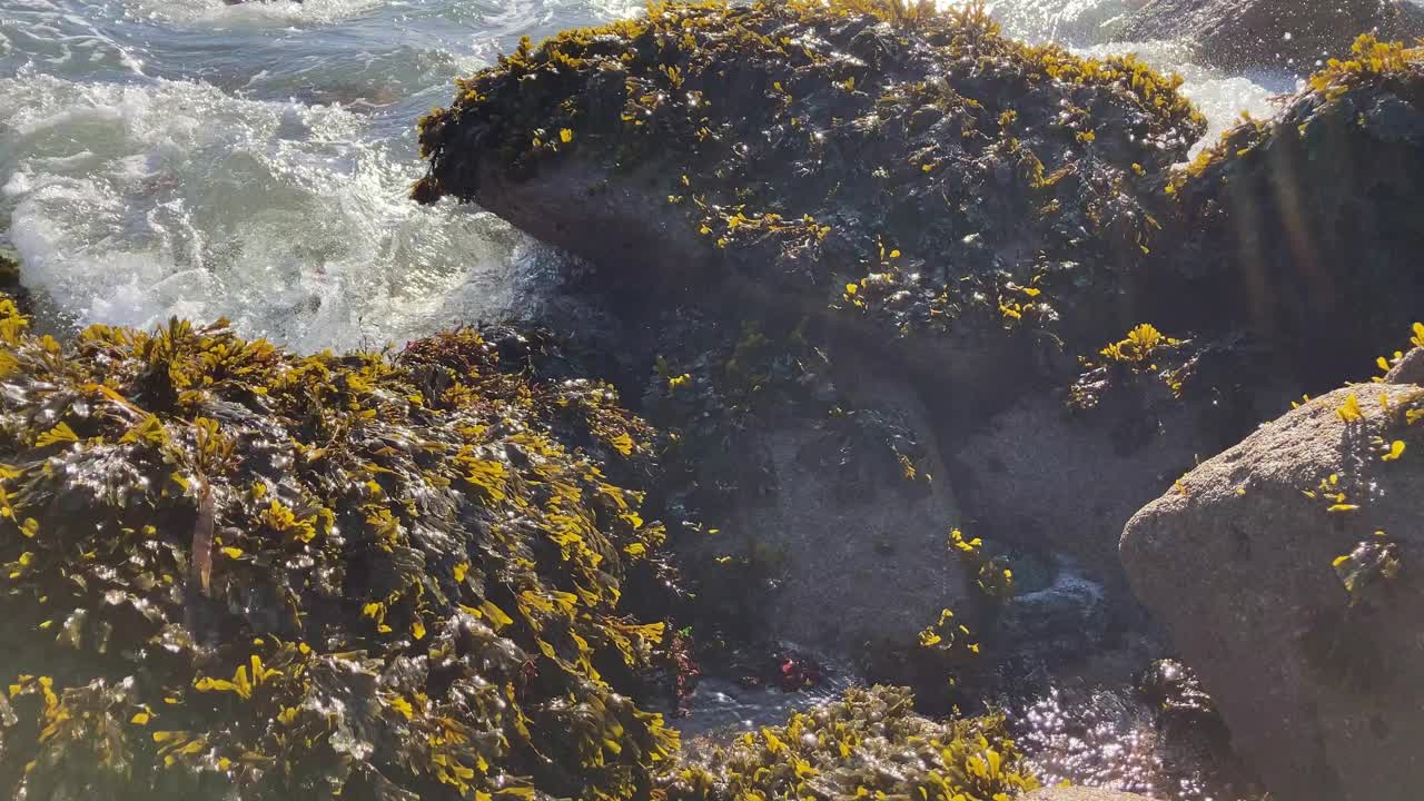 靠近波浪移动海藻覆盖岩石在海洋中视频素材