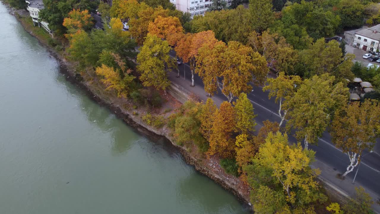 海鸥和河边公路旁的秋天的树木视频素材