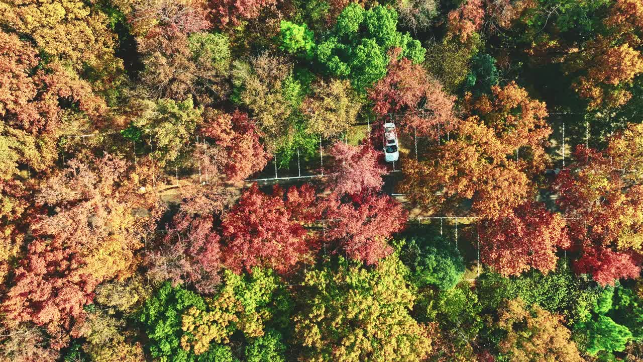 停车场在秋天的森林里视频素材