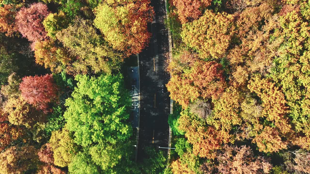 鸟瞰图道路在秋天的森林视频素材