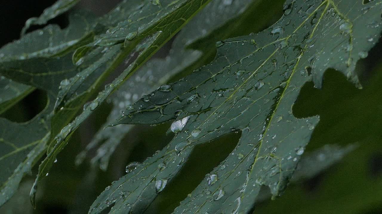 滴水在木瓜叶上。视频素材