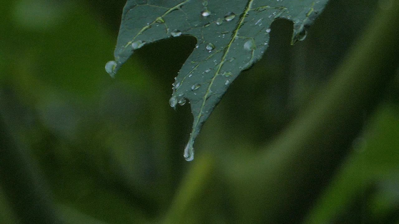 滴水在木瓜叶上。视频素材