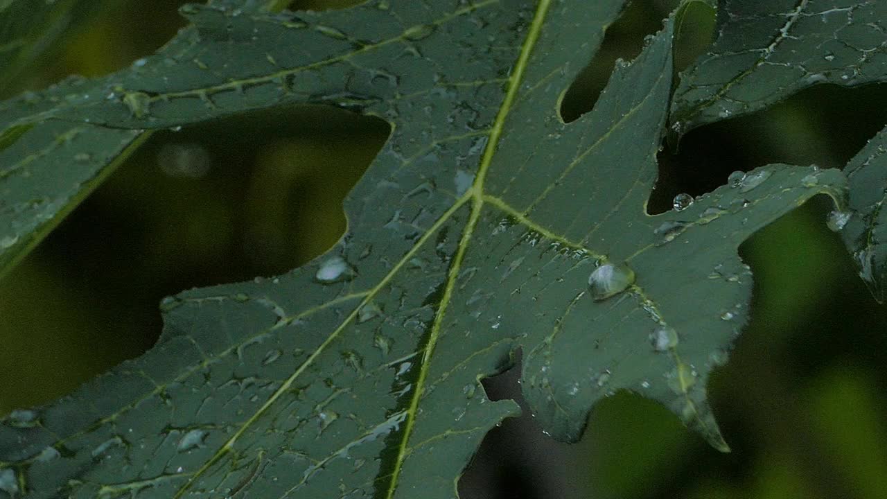 滴水在木瓜叶上。视频素材