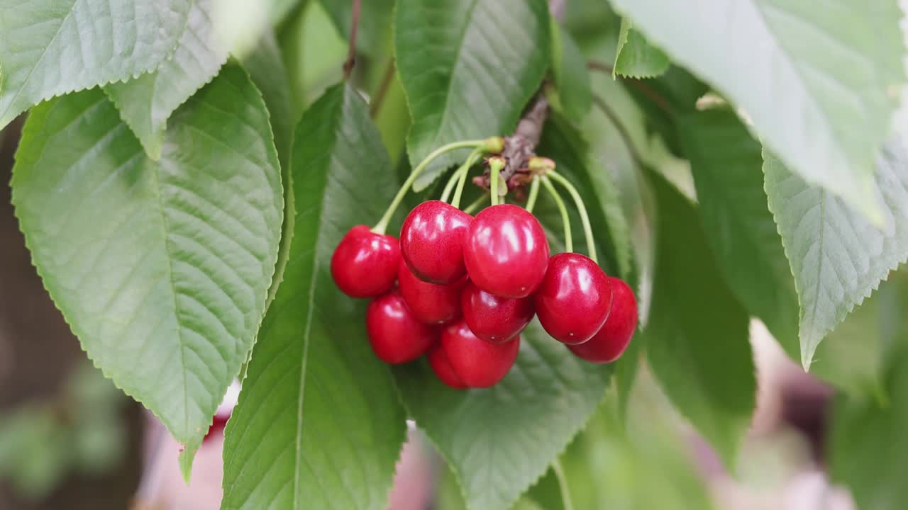 夏天树上成熟的红色樱桃。在夏季花园种植有机食品视频素材