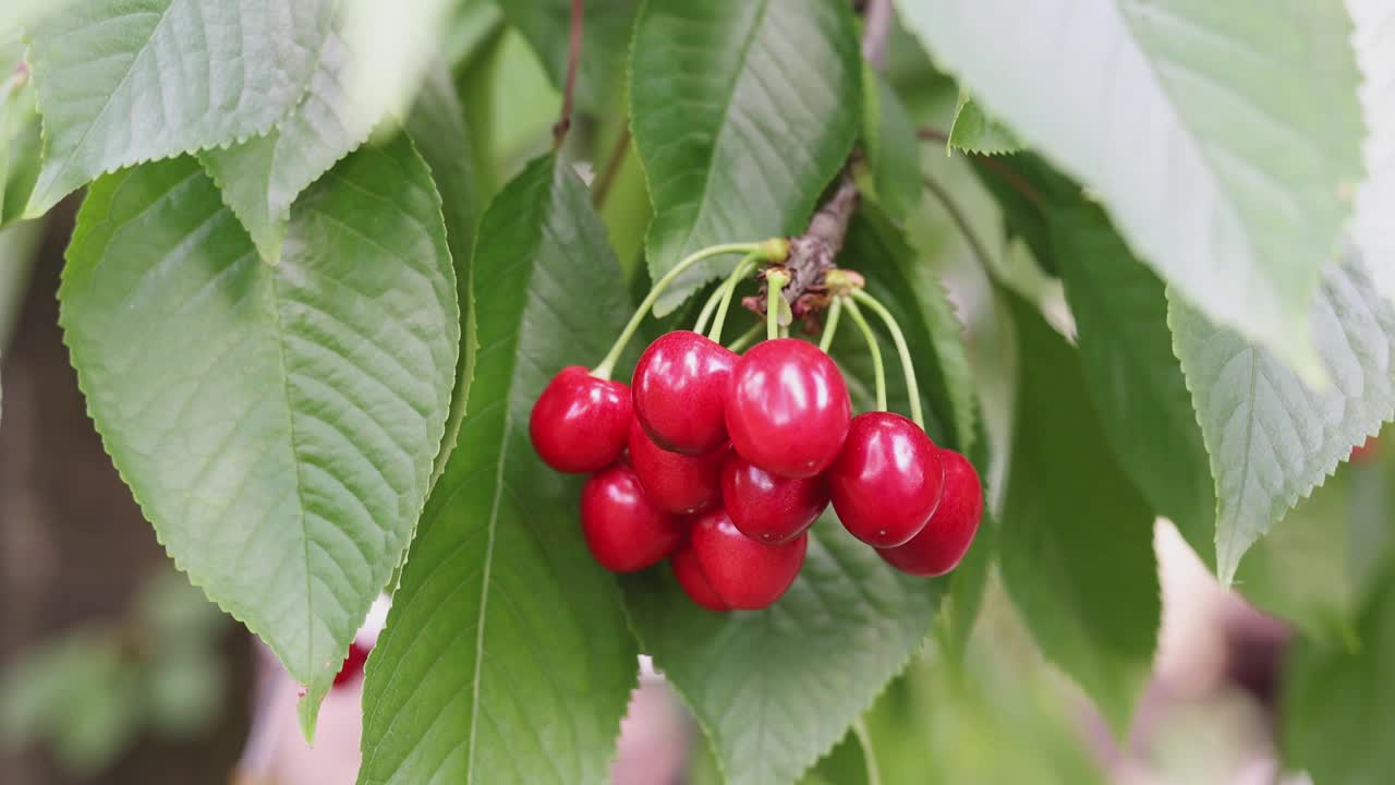 夏天树上成熟的红色樱桃。在夏季花园种植有机食品视频素材