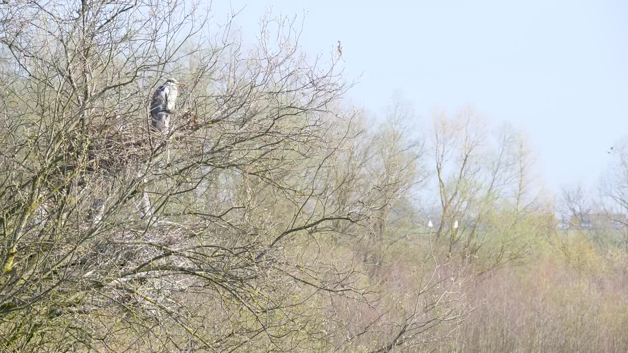 在英格兰东南部自然保护区，野生苍鹭和雏鸟筑巢4k 60 fps视频素材