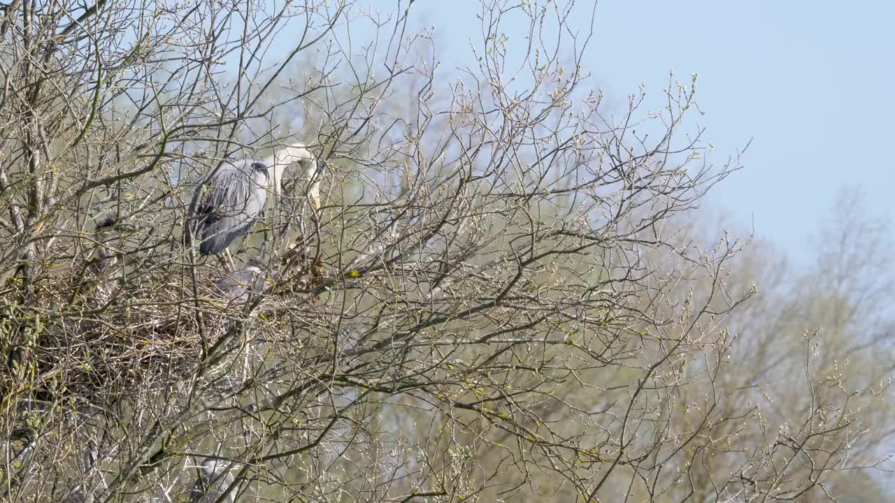 在英格兰东南部自然保护区，野生苍鹭和雏鸟筑巢4k 60 fps视频下载