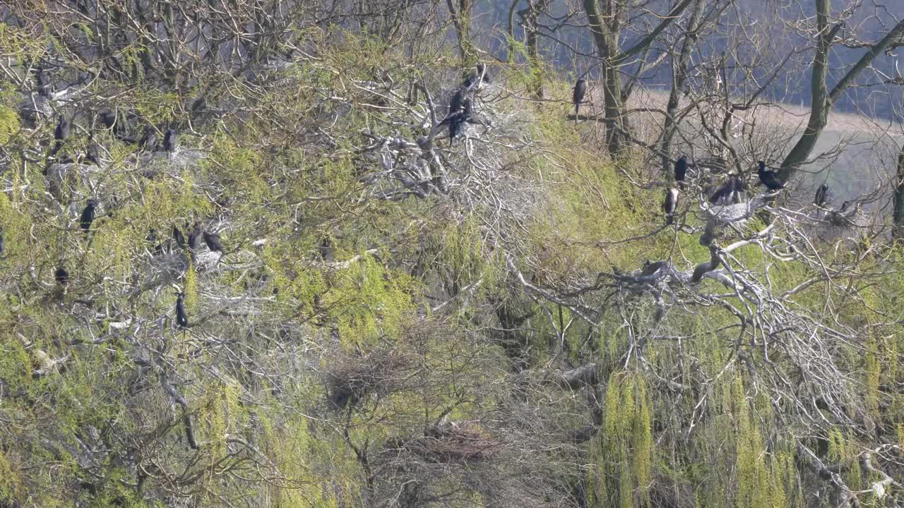 英国东南部自然保护区的野生鸬鹚筑巢4k 60 fps视频素材