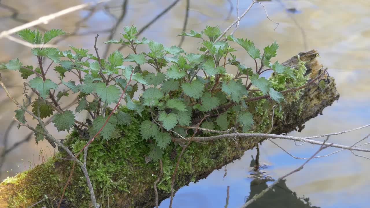 在英格兰东南部自然保护区的树枝上，靠近水生长的植物4k 60 fps视频下载