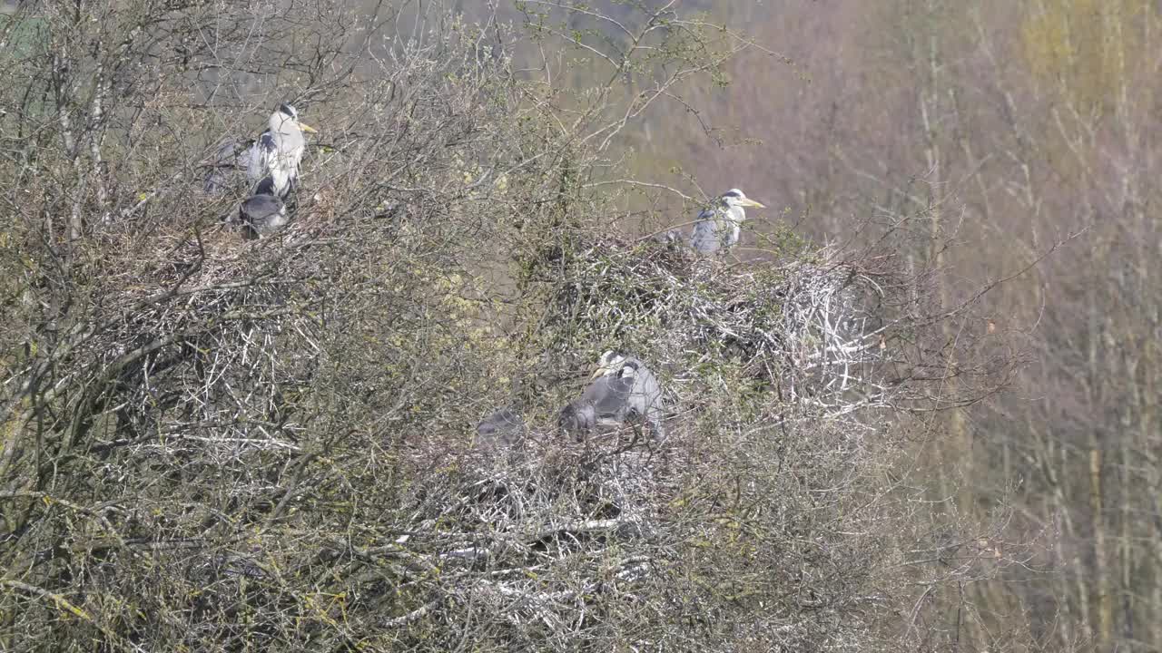 在英格兰东南部自然保护区，野生苍鹭和雏鸟筑巢4k 60 fps视频下载