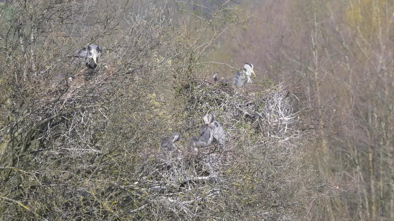 在英格兰东南部自然保护区，野生苍鹭和雏鸟筑巢4k 60 fps视频素材