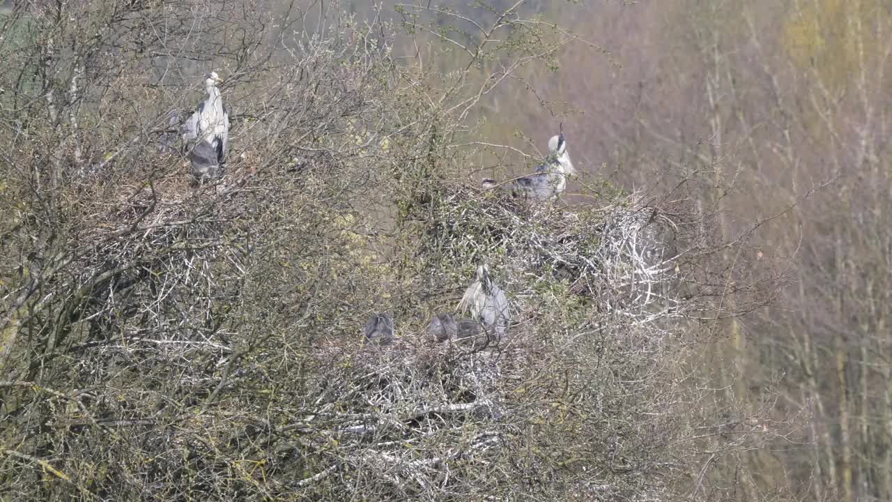 在英格兰东南部自然保护区，野生苍鹭和雏鸟筑巢4k 60 fps视频下载