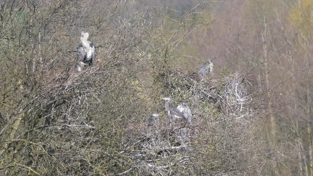 在英格兰东南部自然保护区，野生苍鹭和雏鸟筑巢4k 60 fps视频素材