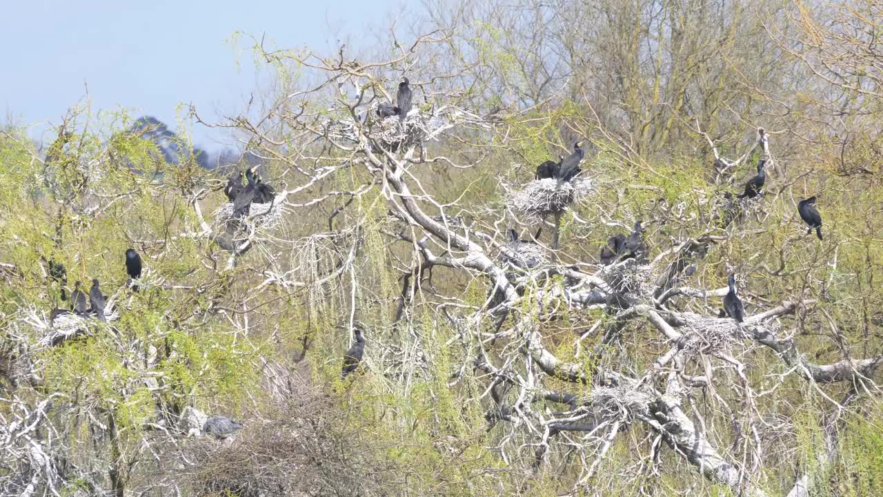 英国东南部自然保护区的野生鸬鹚筑巢4k 60 fps视频下载