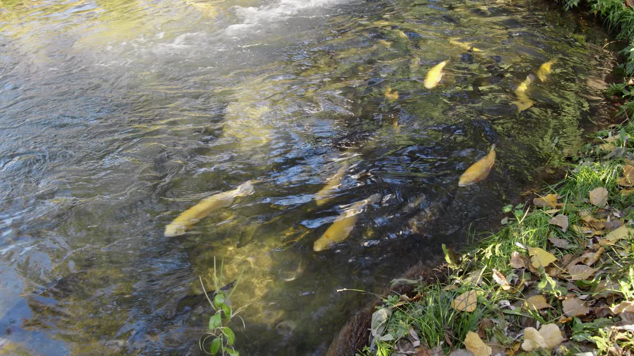 锦鲤池视频素材