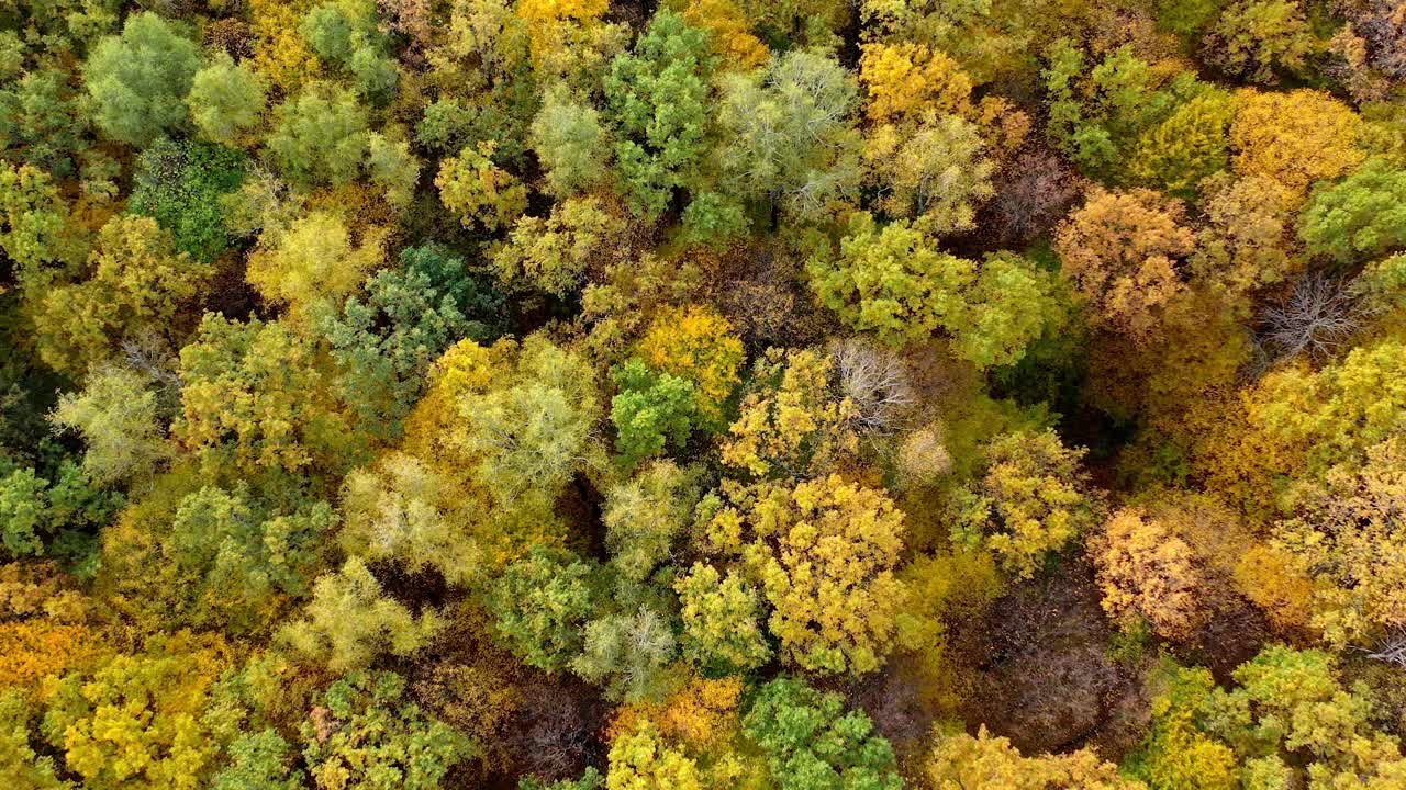 橙色秋天彩色森林无人机视图。风景美丽的季节。视频素材