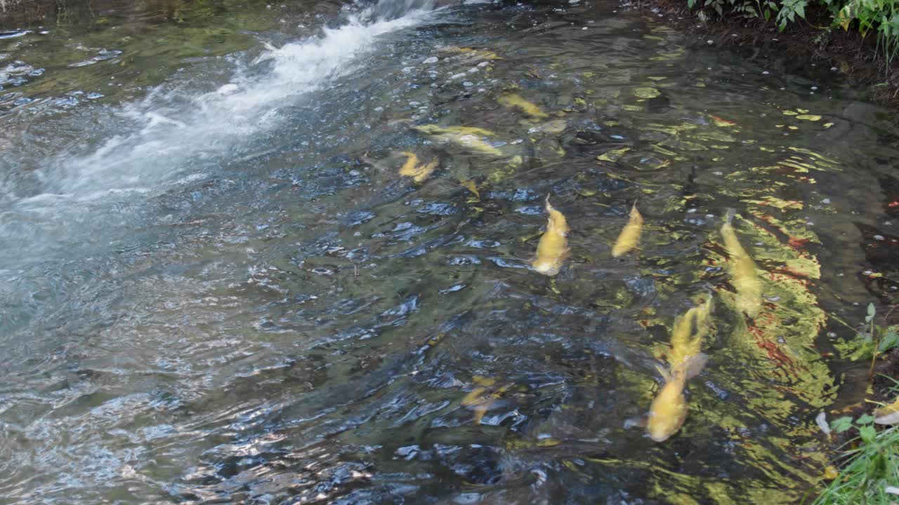 锦鲤池视频素材