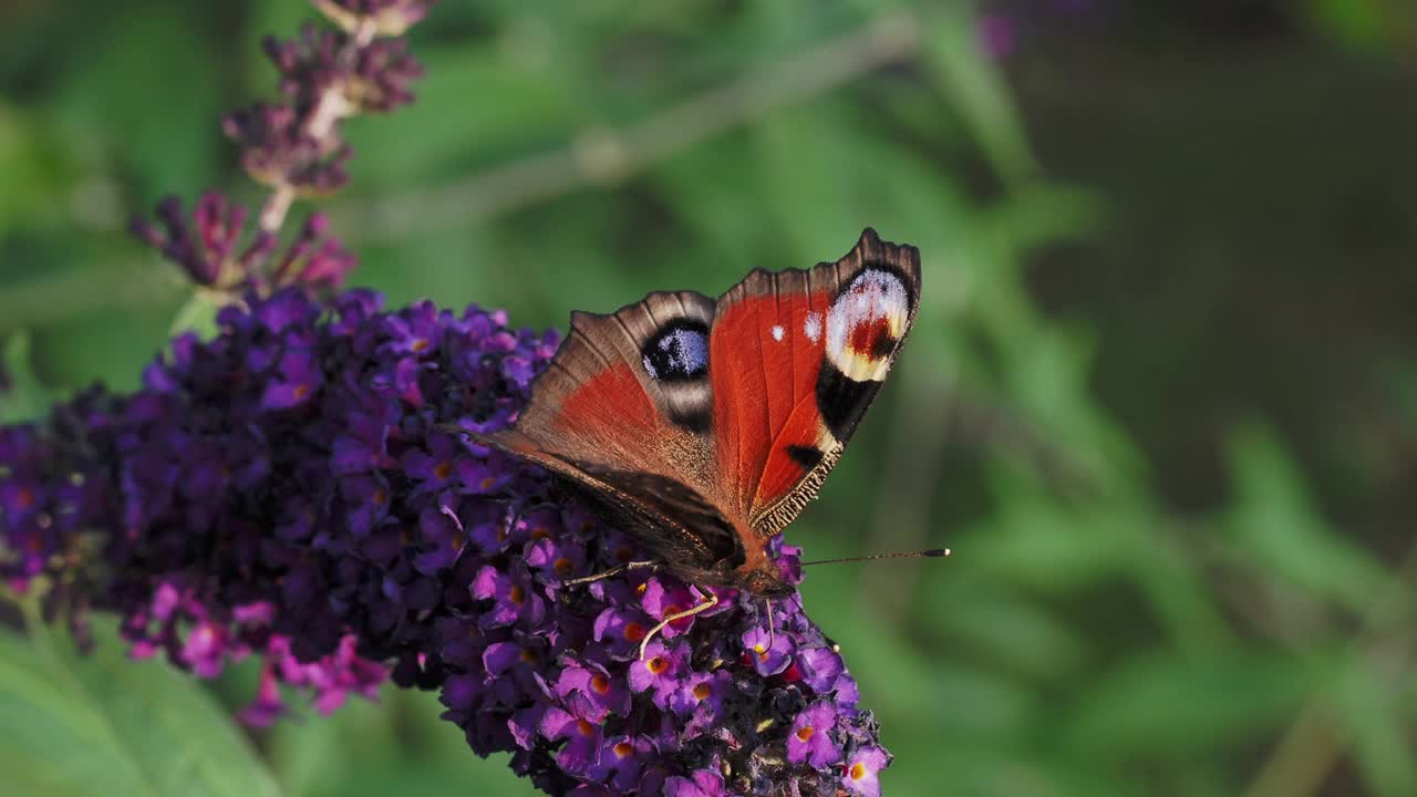 欧洲普通孔雀蝶(孔雀蝶、孔雀蝶)，以夏季丁香花为食视频素材