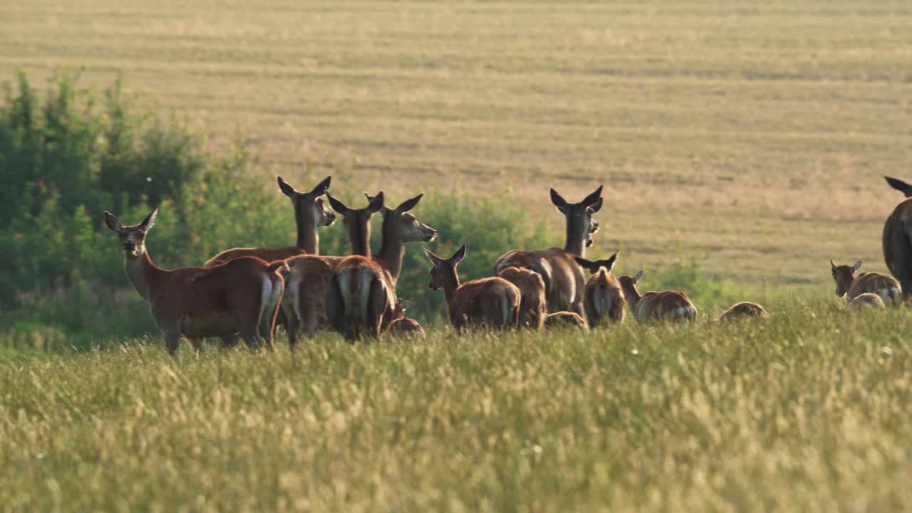 Cervus elaphus。日落时一群欧洲或普通的母鹿和幼鹿。视频素材