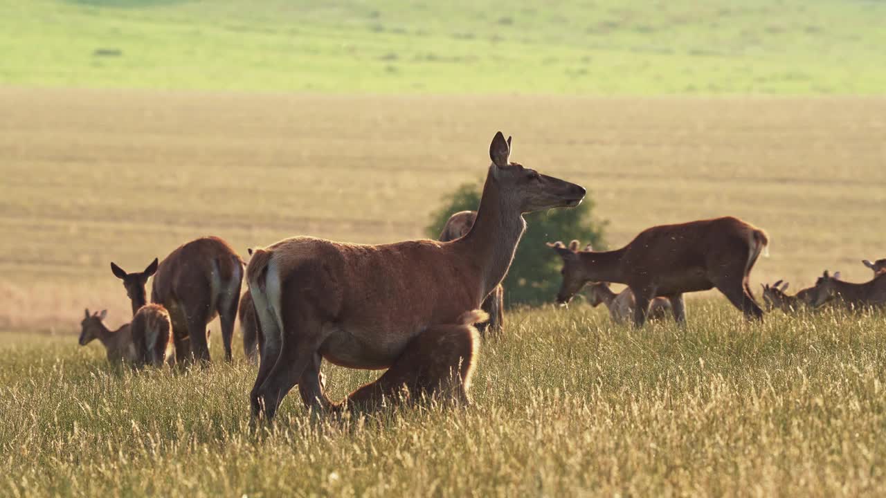 夕阳下的马鹿(Cervus elaphus)母鹿和小马鹿宝宝。视频素材