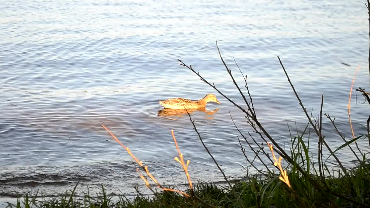 野鸭在海滩附近的河里游泳，喝水。城市附近的野鸟。这只鸟在清澈的水中游泳视频素材